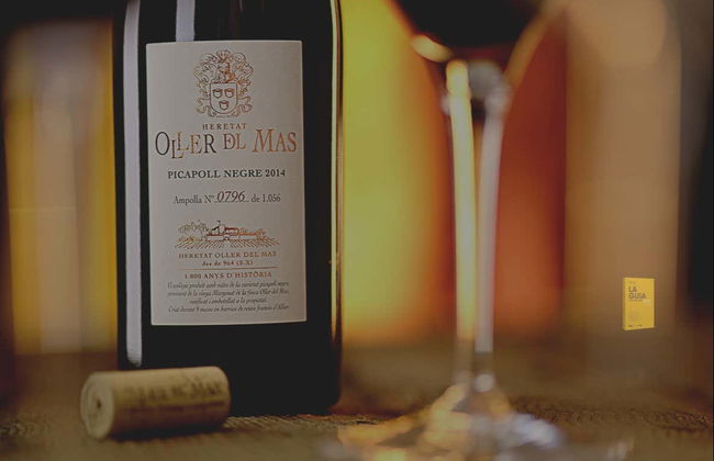 Visita alla cantina Oller del Mas - Foto 7