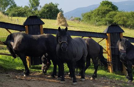 Domek Góralski Piwowarówka - Foto 77