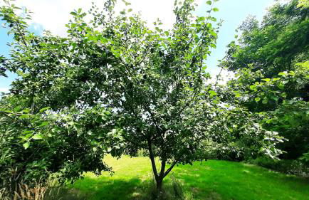 Landhaus SiebenEichen - Foto 39