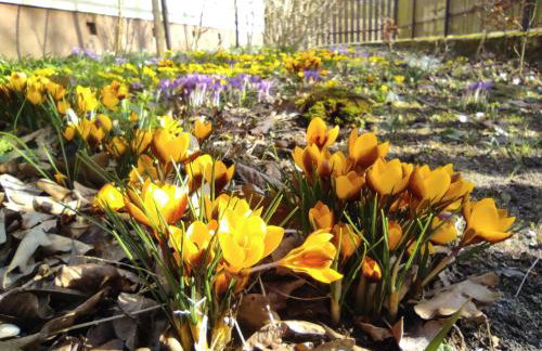 Biały Dzik Uszyszek - Foto 22