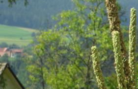 Ferienwohnung Kaufmann - Photo 12