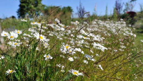 Ferienwohnungen im Fischerdorf und unterm Reetdach - Foto 5