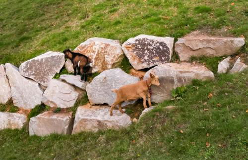 Berggasthaus Braunbergstüble - Foto 13