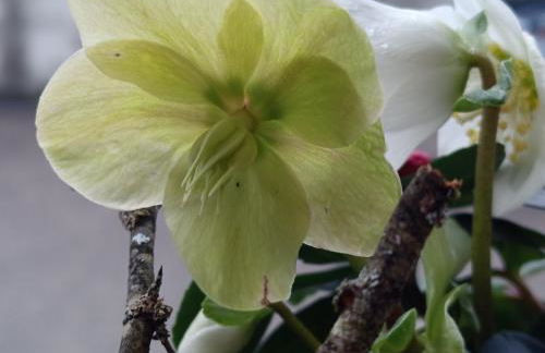 Au Mont Chablis - Foto 14