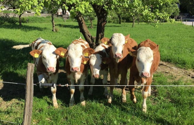 Nagelsmederij in het Huis Waldwinkel - Foto 25