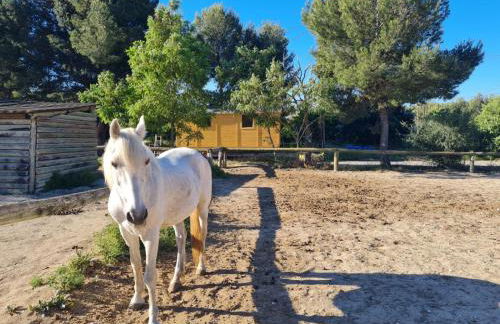 Roulotte Provençale - Foto 8