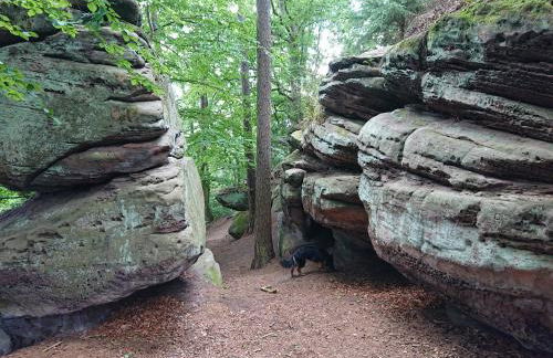 Im Buchenwäldchen - ruhig gelegenes Haus in der Natur für bis zu 12 Personen - Foto 34