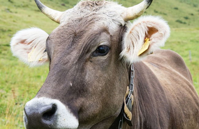 Alpgluck Chalet Modern Retreat - Foto 12