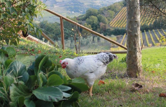 Agriturismo Il Poderuccio - Foto 38