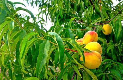 Sunrise Residence - Foto 80