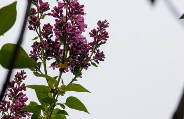 Peaceful Pines Place, a cozy mountain hideaway wAC - Foto 47