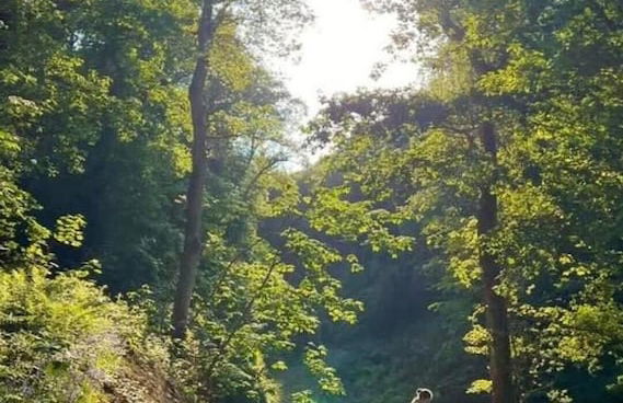 Hapus Yurt - Two Beautiful Yurts and Barn Cottage - Foto 20