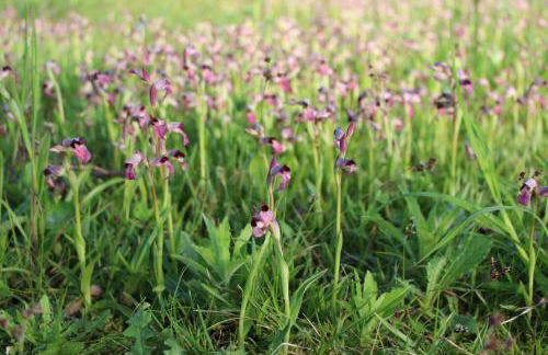 La maison de Demeter, 10 min d'Eugénie, calme des Landes Intérieures - Foto 27