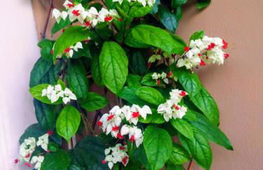 Villa Lou Corfu - Kalivioti Beach - Foto 34