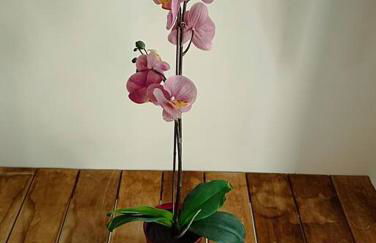 Taliarte Suite Vibbecanarias - Foto 22