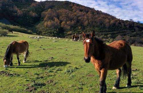 La Gaitona d'Aller - Apartamentos Cabañaquinta - Foto 40