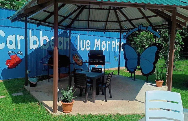 Caribbean Blue Morpho - Foto 28