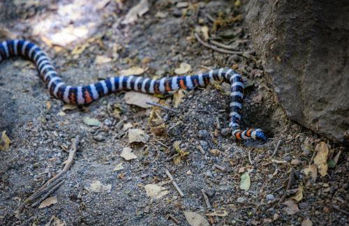 Mariposa Grove Creekside Retreat - To be featured on STAYCATION on the Destination Channel in 2026! - Foto 39
