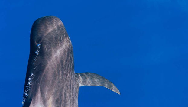 Pilot whale