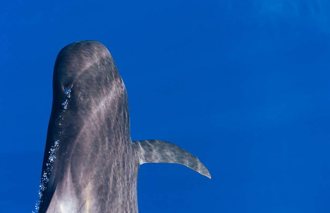 Escursione a Masca e Los Gigantes - Foto 5