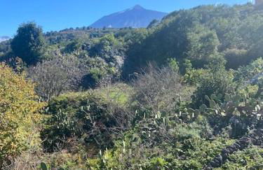 Eco Finca Vista Mar y Teide - Foto 13