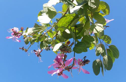 Residencial Portinari LTDA - Foto 73