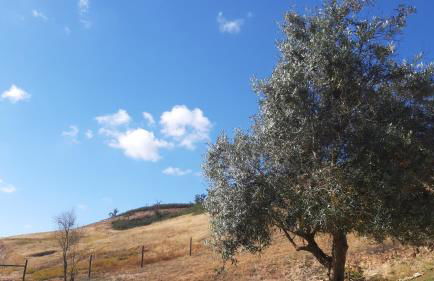 Gecko Pego Longo - Foto 24