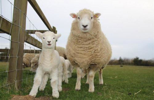 3 Bed in All Saints South Elmham oc-sfspw - Foto 17