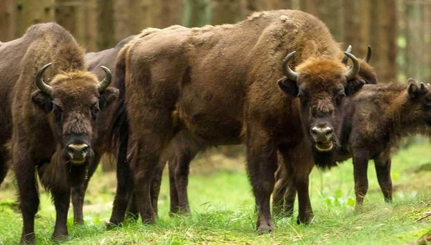 2 Person Holiday Home in Aakirkeby - Foto 5, Miscelánea