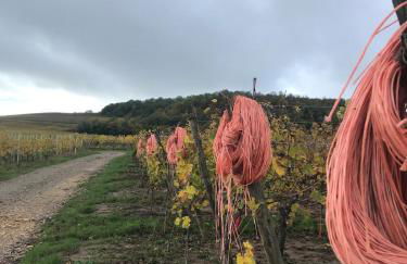 Schwalmala Logement calme au coeur du vignoble - Foto 18
