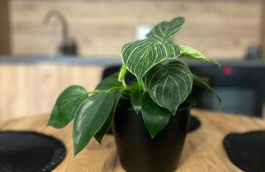 Słoneczny Apartament Karpicko - Foto 6