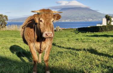 Alma Atlântica, T1 Praia Almoxarife Vista Pico - Foto 9