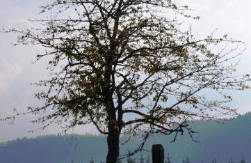 Ferienwohnung Tischneck - Foto 13