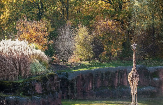 Bungalow in Landgraaf With Terrace - Foto 46