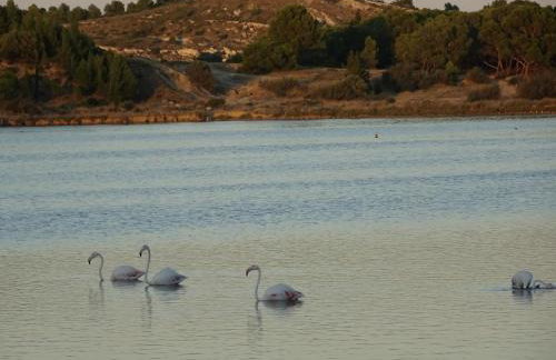 Domaine du Petit Tournebelle - Foto 59