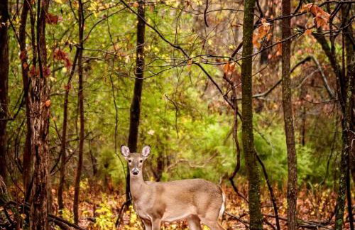 Gorgeous Tiny House with Indoor and Outdoor Lounging Space in Alabama - Foto 25