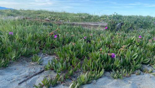 Casa Sole e Mare - Foto 3