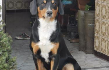 Woferlhof, Ferienhof Boxhorn - Foto 24