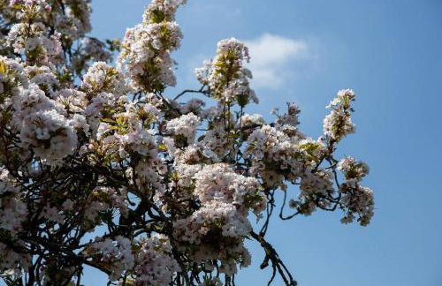 Wishbone Cottage In The Cotswolds - Foto 40