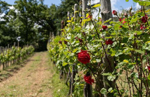 Podere la Fornace - Foto 53