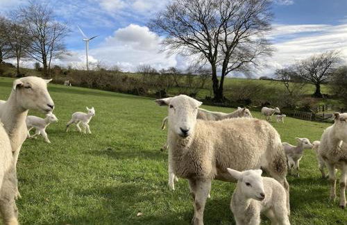 Blaengwen Bach - Photo 21