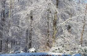 Haus am Wald - Foto 9