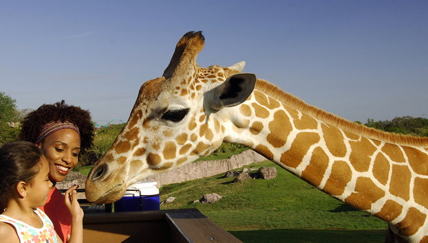 Busch Gardens Serengeti Safari Tour - Foto 3