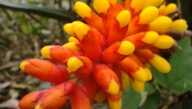 Imbituba Beaches Hiking Tour - Photo 4, Discover local plant life