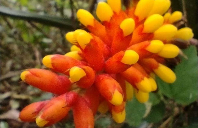 Randonnée le long des plages d'Imbituba - Photo 6