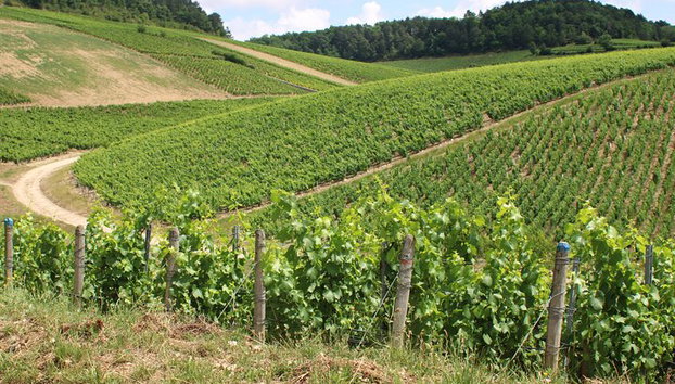 "Wine tasting in Chablis, at the heart of excellence!" - Photo 3, Chablis Grands Crus