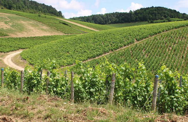 "Dégustation de vins à Chablis, au cœur de l'excellence !" - Photo 3