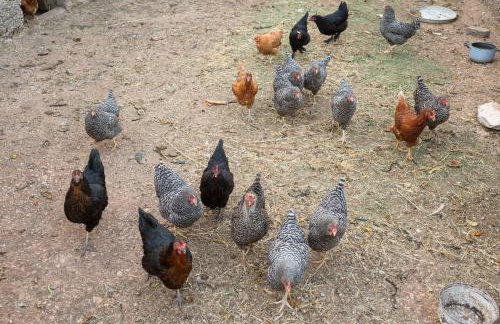 Villa Casa Natura with 40m2 Pool near Makarska - Foto 44