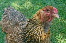 Chez Philopin - Foto 58