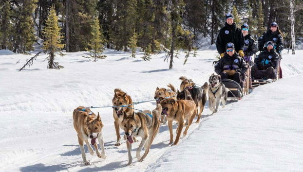 I cani che ci guideranno nell'attività